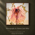 FLORAL DECAY No. 3 (Bright) By Hunter Jack Riley | 12”x12”