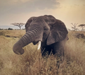 Greyson Images, Elephant, Tanzania