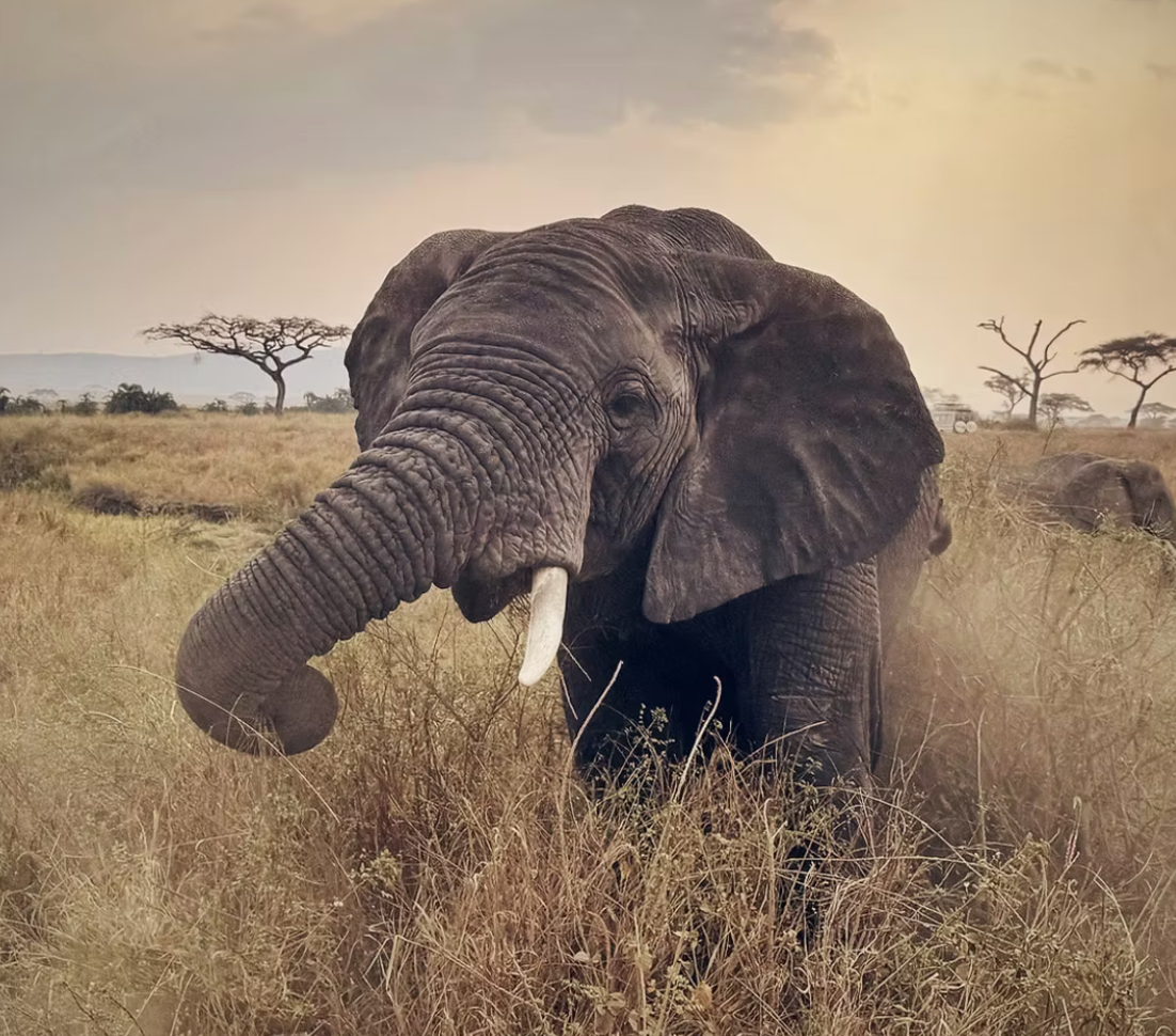 Greyson Images, Elephant, Tanzania